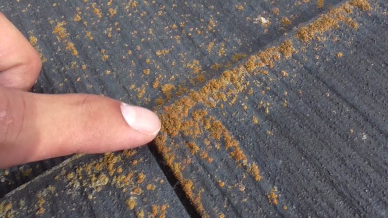北面全面に苔が繁殖しています